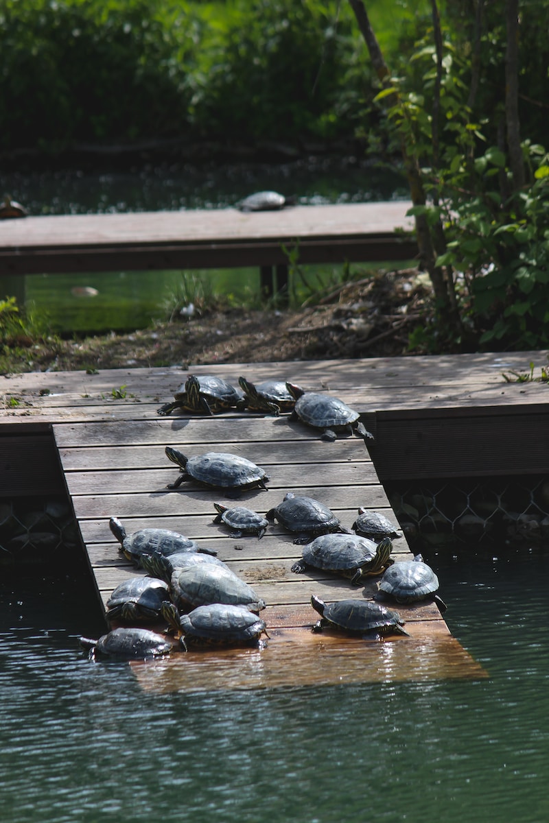 a bunch of turtles that are on a dock